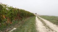 tra i vigneti di Casorzo