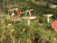 Famiglia di Amanita Muscaria