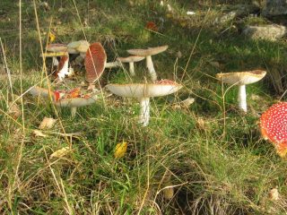 Famiglia di Amanita Muscaria