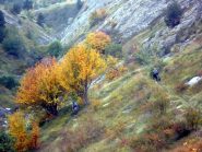 tra i colori intensi 