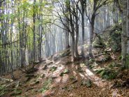 Faggeta meravigliosa