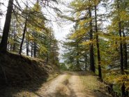 salita nel bosco