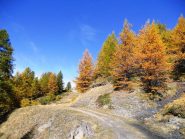 in uscita dal bosco