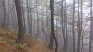 le foto sono di michele