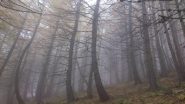il bosco incantato