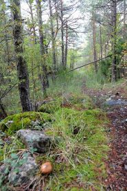 attenti a non pestare i funghi