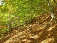 sentiero e salita nel bosco autunnale