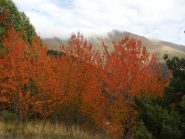 rosso ciliegio