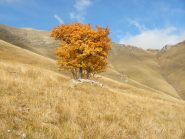 solitario e a destra Colla Rossa