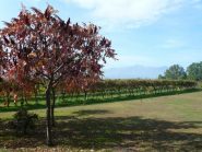  fra i vigneti di Bairo