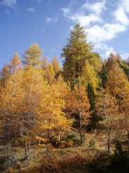 bosco di salbertrand