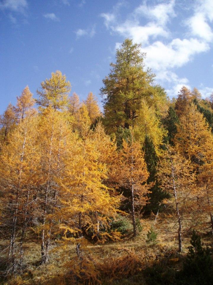 bosco di salbertrand