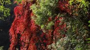  cascata di colori autunnali