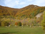 Pascolo a Bergemolo