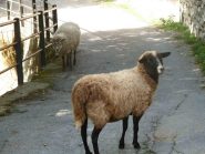 Traffico a Viozene