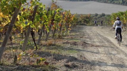 scollinando tra i vigneti