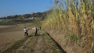costeggiando i canneti