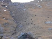 branchi di camosci....