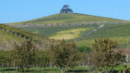 alla collina del cedro