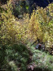 discesa verso peiremont la vegetazione si sta chiudendo