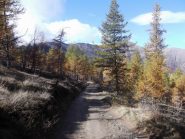 larici nell'ultimo tratto di salita