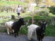 Capre Vallesi nelle valli Valdesi