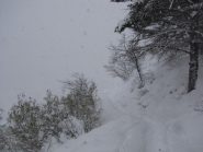 salendo nel bosco
