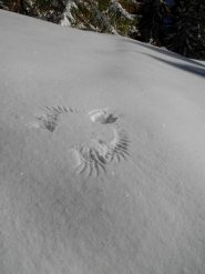 tracce inconfutabili