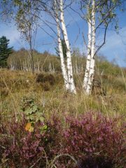 le ultime betulle uscito dal bosco