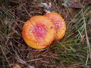 ammanita muscaria