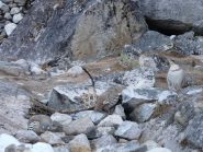 tipica pernice delle nevi