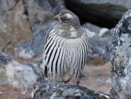 pernice dei ghiacciai