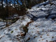 un tratto di sentiero nel bosco