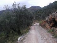 pedalando tra gli ulivi con vista sul mare! 