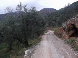 pedalando tra gli ulivi con vista sul mare! 