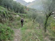 Arrivo a Breil tra gli ulivi