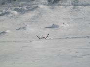 DOV'E' IL MAESTRO??????