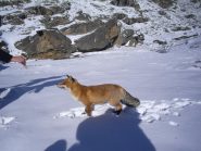 l'incontro con la volpe affamata,un bocconcino anche per lei...lo sappiamo che non sideve ma una piccola eccezione per tenerezza...e non è cioccolato ...