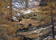 camosci sotto la croce de la roley