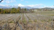 vigneti a nord di san Giorgio