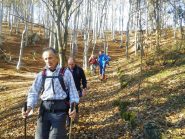 bosco di faggi 