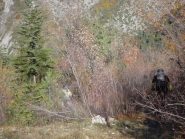 immersi nel Vallon  de Croa