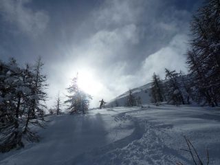 Curve fra i larici