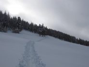 traccia nel bosco
