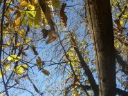 Liana nel castagneto sopra Bosco