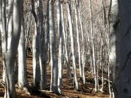 La meravigliosa faggeta sopra Pertia