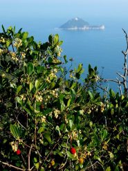 e la dietro Gallinara