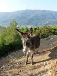 il mio amico asinello con cui ho condiviso una mela ( mia)
