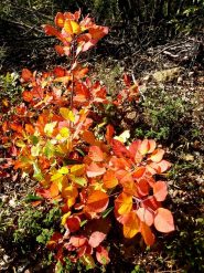 ancora colori di questo stupendo ed interminabile autunno