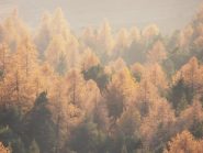 12 - Bosco autunnale